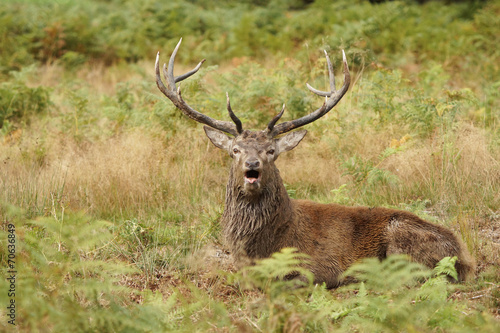 Fototapeta Naklejka Na Ścianę i Meble -  Red Deer, Deer, Cervus elaphus