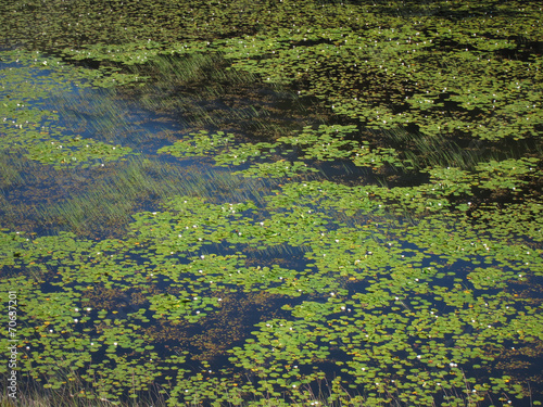 Water lilies in a scottish loch