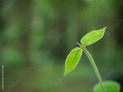 Vászonkép Young sprout on green background