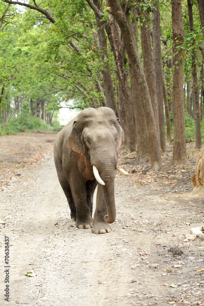 A tusker moving in dirt road