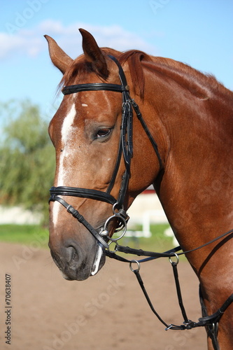 Chestnut sport horse portrait in summer © virgonira