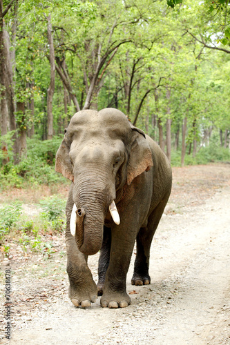 Closeup of tusker curved trunk resting on tusk