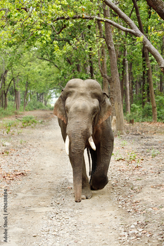 A tusker moving on the mud road of Dhikala forest