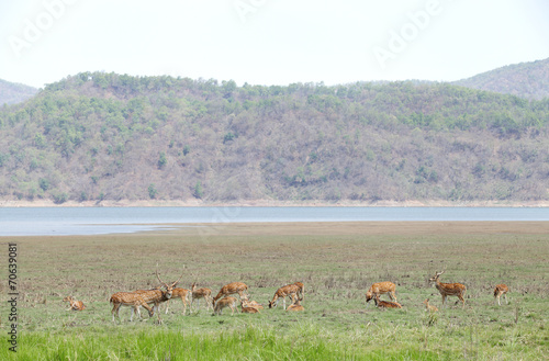 cheetal deer near Ramganga reservoir