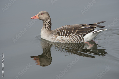 Gans spiegelt im Wasser