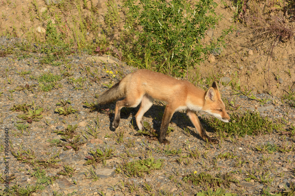Young Red Fox on a Wilderness Road Young Red Fox on a Wilderness Road