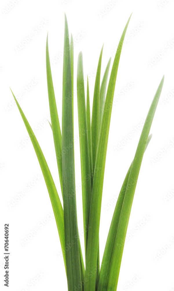 green grass leaves