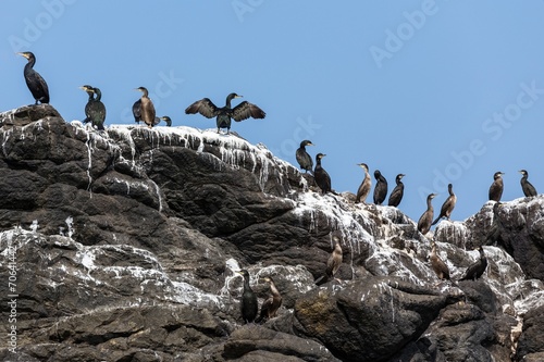 Cormorants birds on rock photo