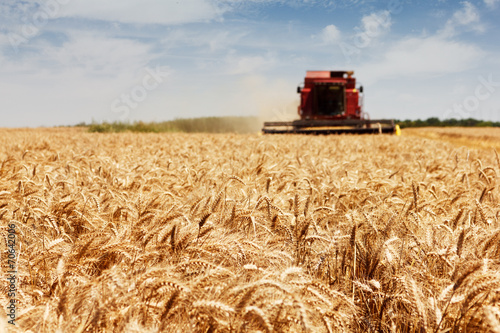 Wheat harvest