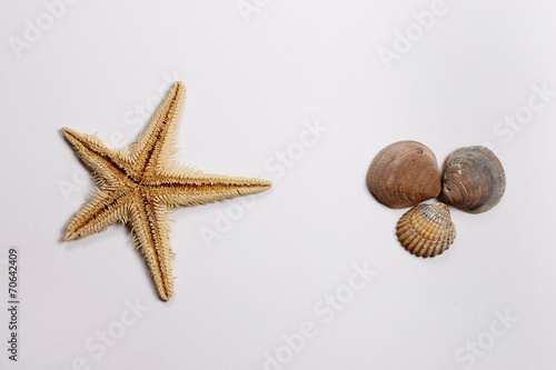 Estrella de mar y conchas
