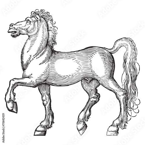 Horse