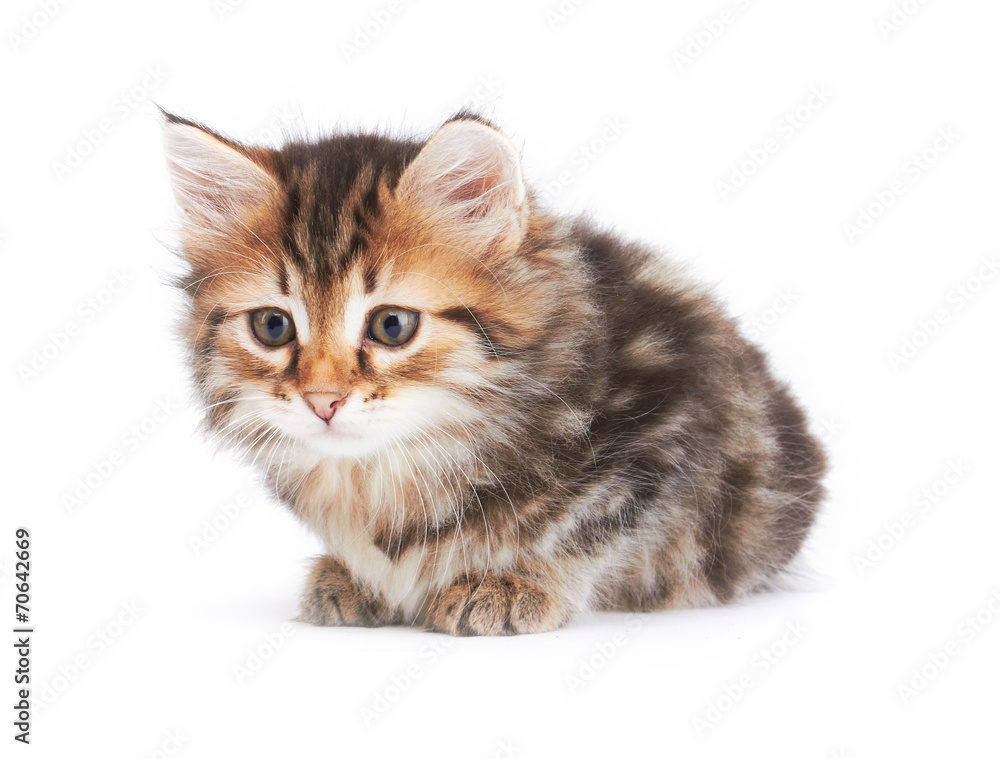 Obraz premium Little Kitten