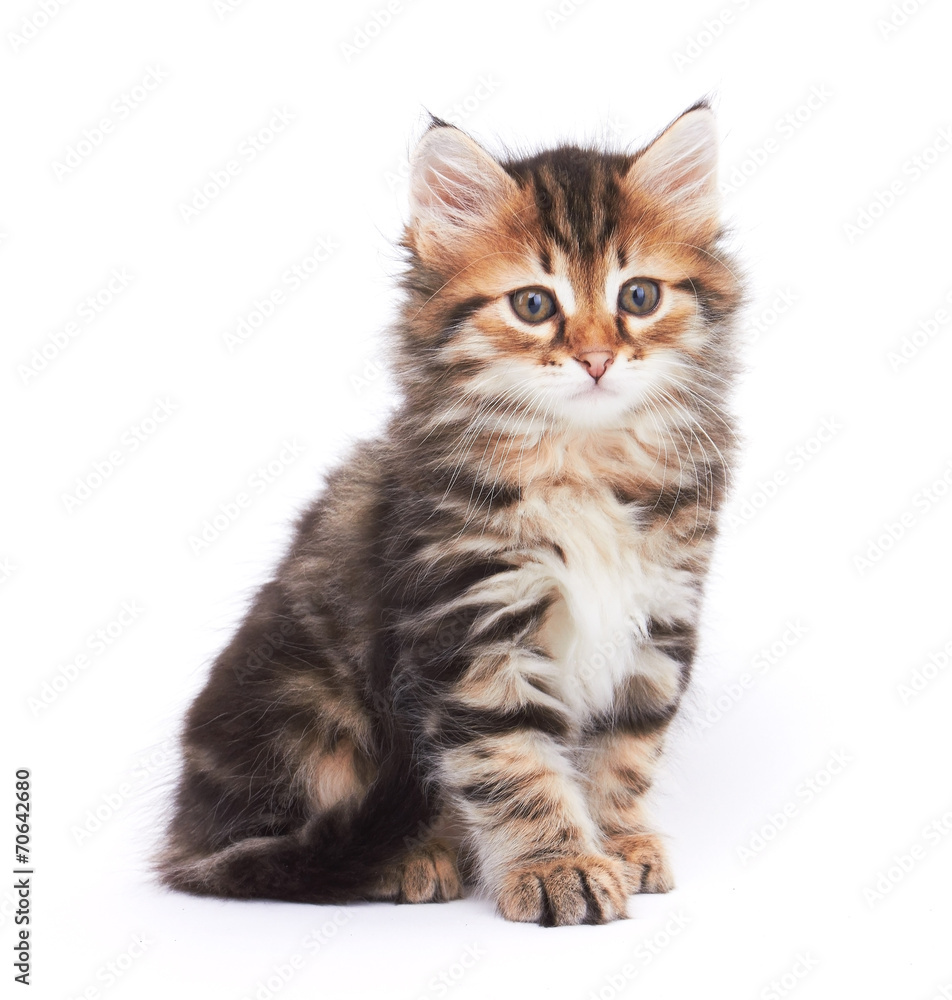 Little Kitten Little Kitten