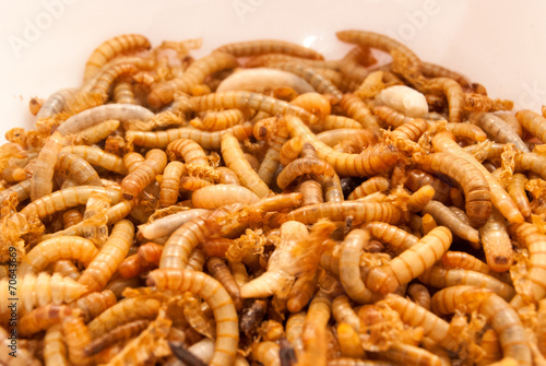 Mehlwürmer zur Zubereitung von Insektengerichten