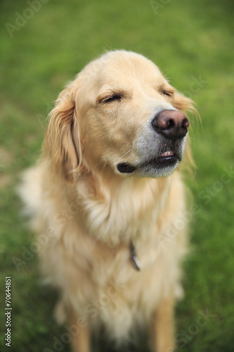 Golden Retriever sitting with his eyes closed