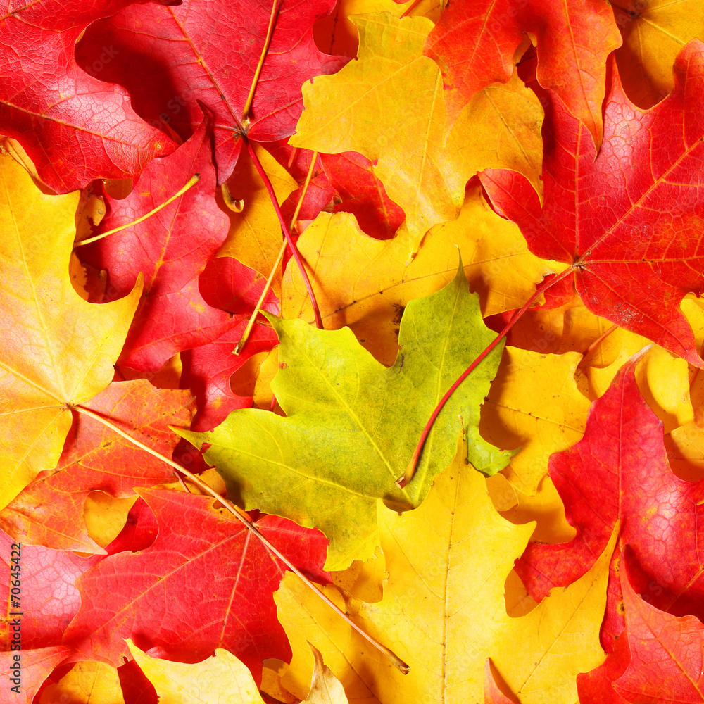 Fall. Autumn Maple Leaves background. Colored leafs.