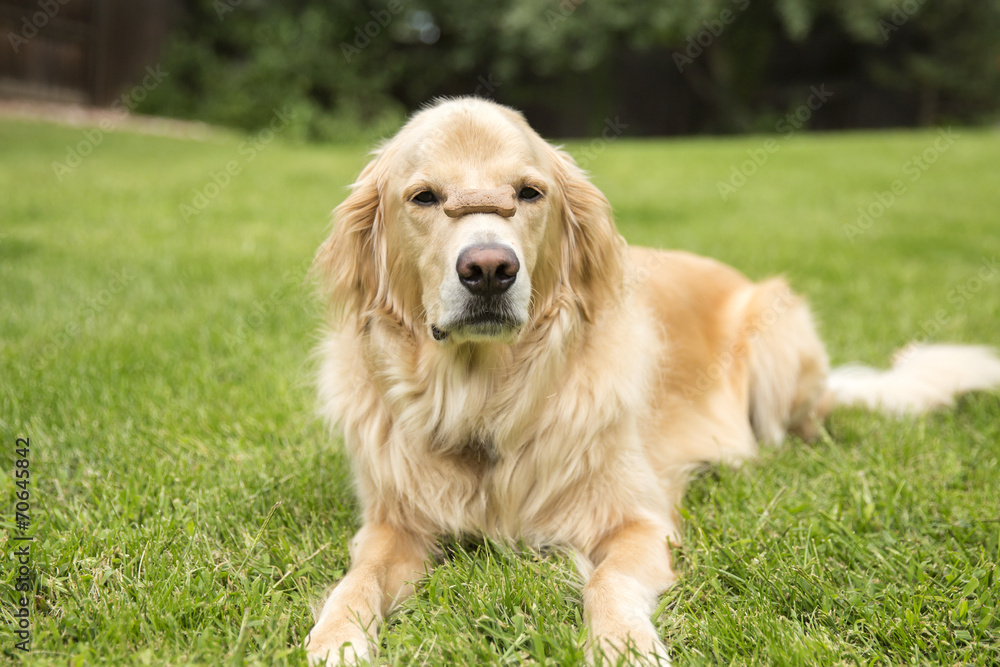 Golden Retriever with his treat on his nose