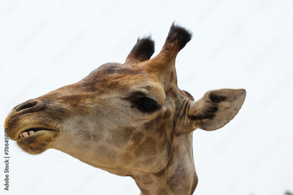 Fototapeta premium Żyrafa