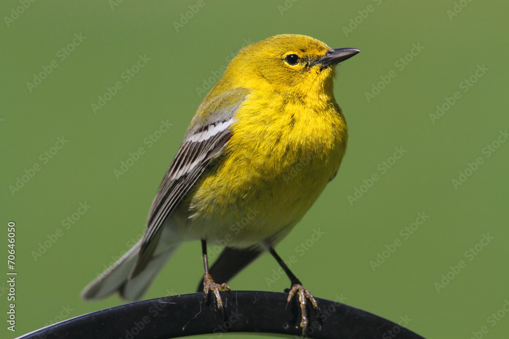 Fototapeta premium Pine Warbler (Dendroica Setophaga pinus)