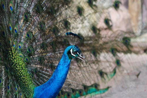 Portrait of beautiful peacock with feathers out