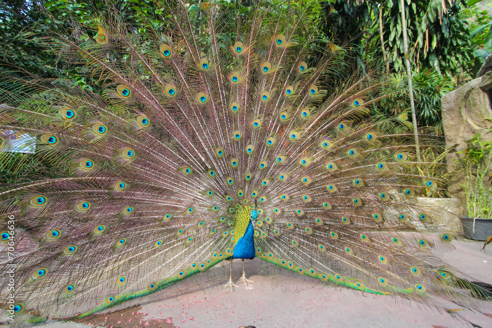 Obraz premium Portrait of beautiful peacock with feathers out