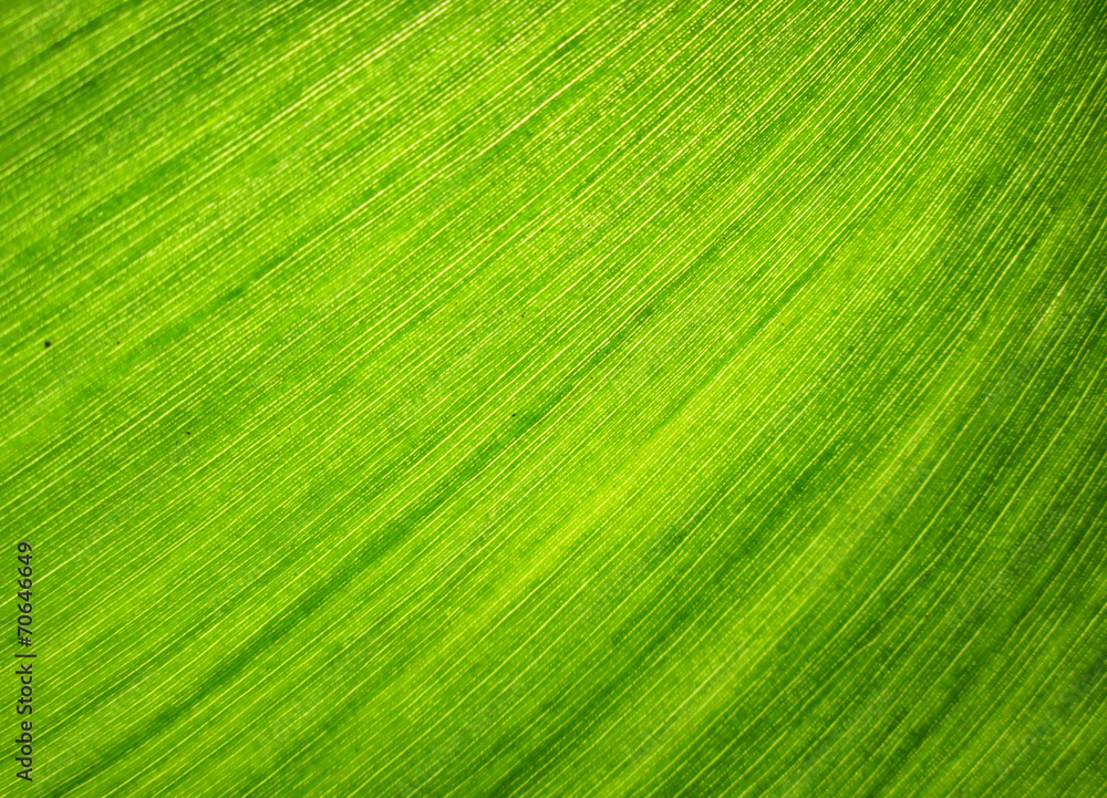 background, texture image is close up of water hyacinth background, texture image is close up of water hyacinth