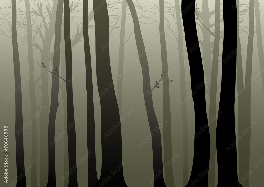 Fototapeta premium Vector illustration of woods