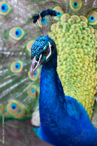 Fototapeta Naklejka Na Ścianę i Meble -  Portrait of beautiful peacock with feathers out