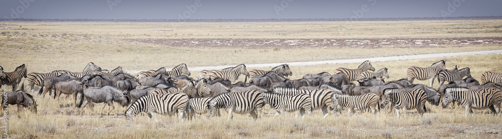 Billede på lærred Zebre e gnu