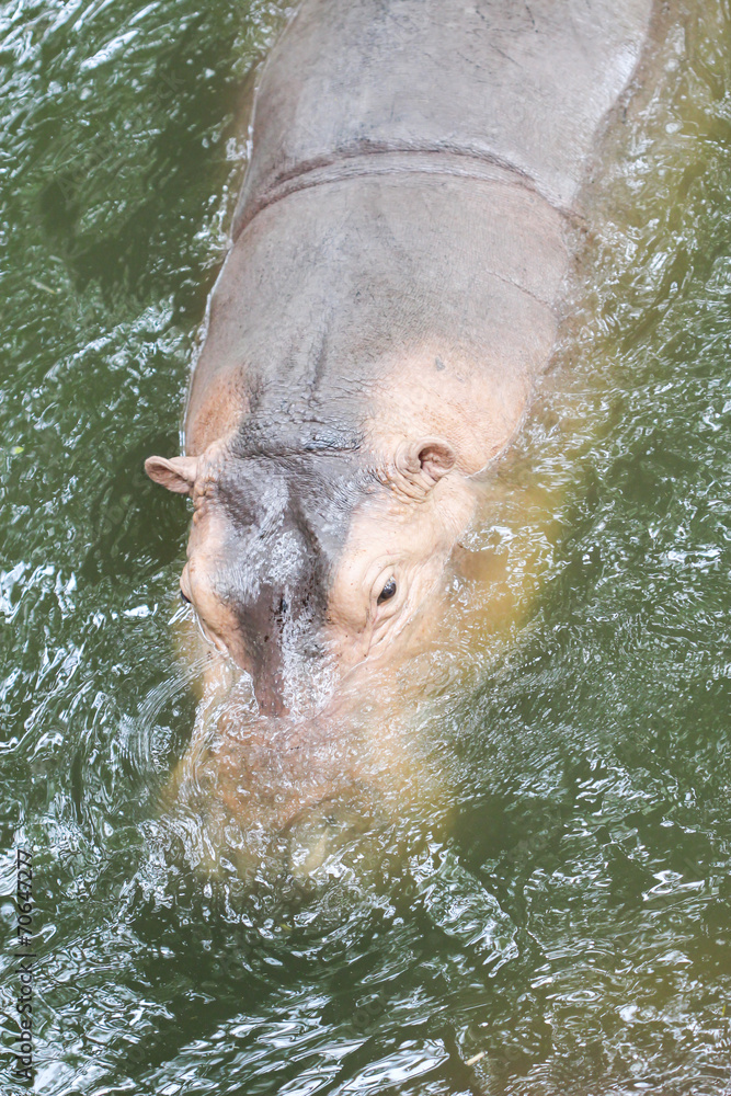 Fototapeta premium hippopotamus