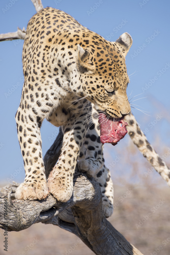 Fototapeta premium Leopardo