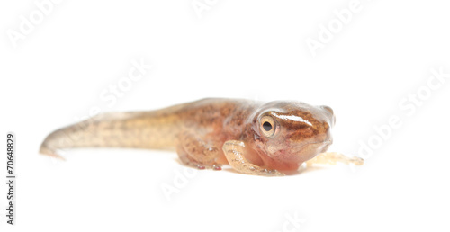 Tadpole in white background.