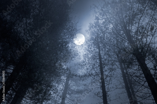 Forest full moon © Zacarias da Mata