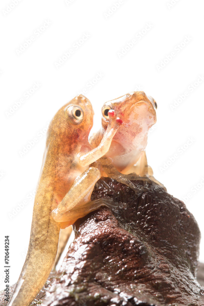 Obraz premium Tadpole in white background.