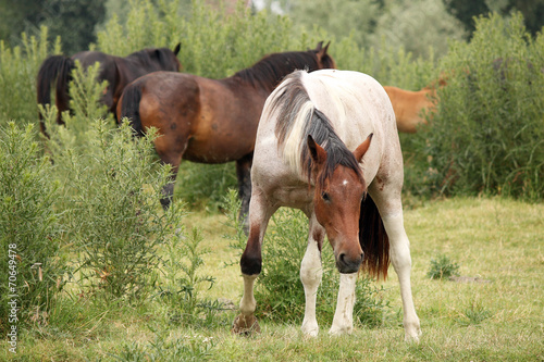 herd of horses on field