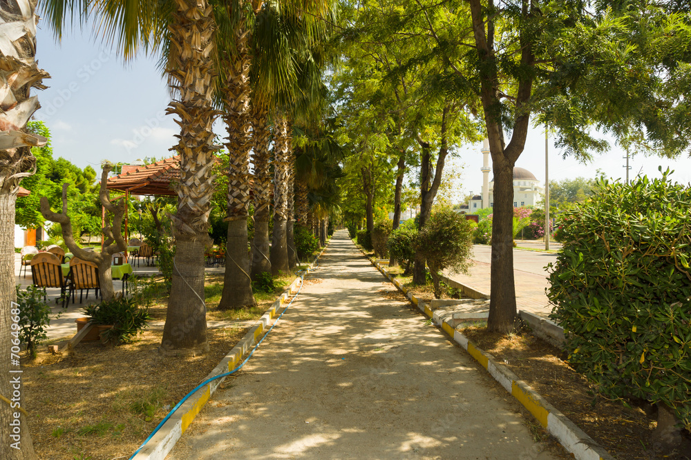 Sidewalk under the palm trees.