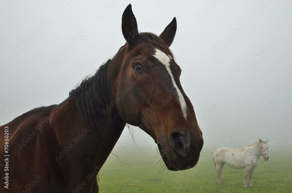 zwei pferde bei nebel