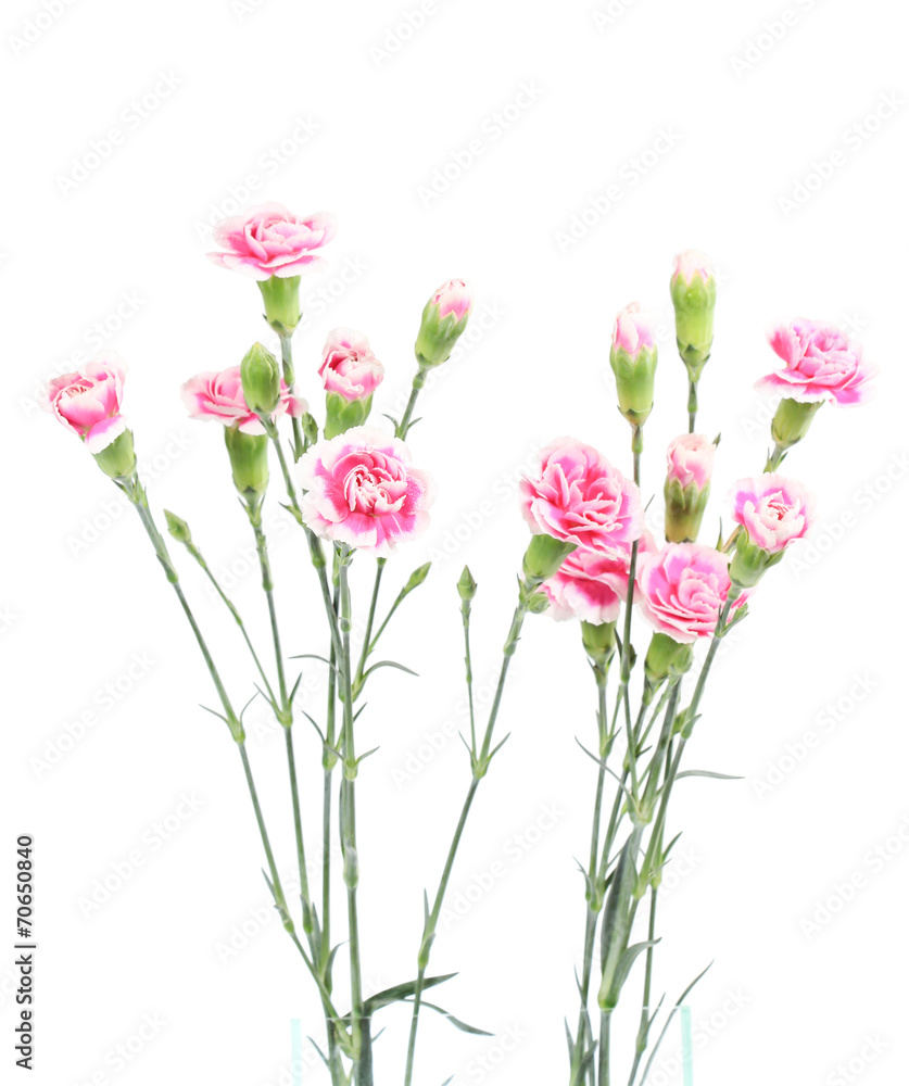 Carnations on white background Carnations on white background