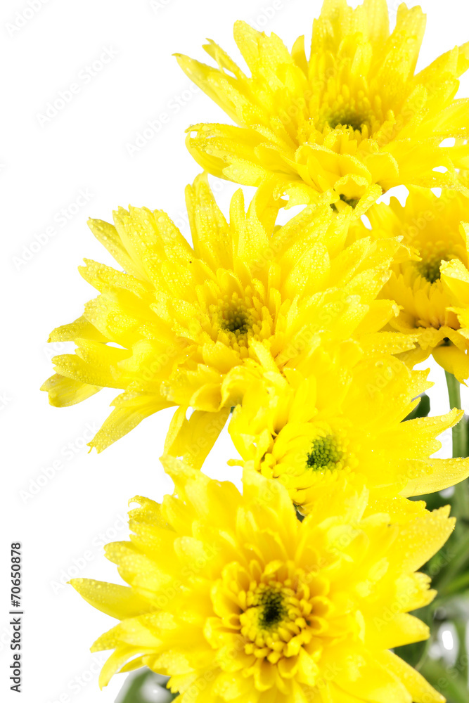 Chrysanthemum Flower Chrysanthemum Flower