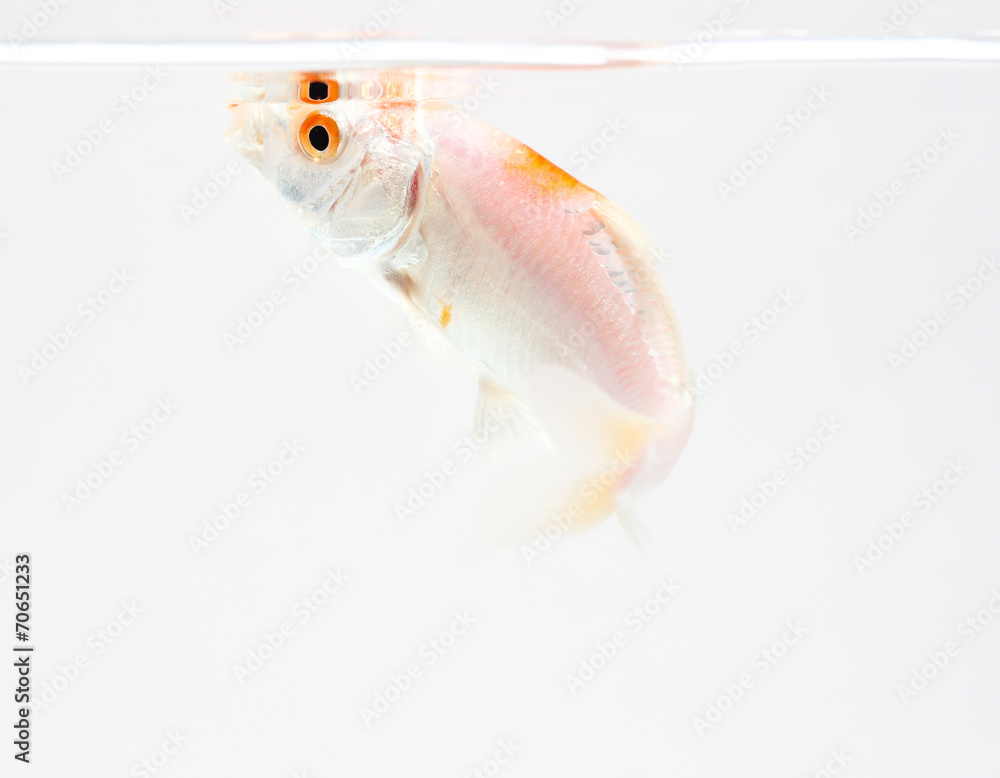 Obraz premium Koi Isolation on the white background