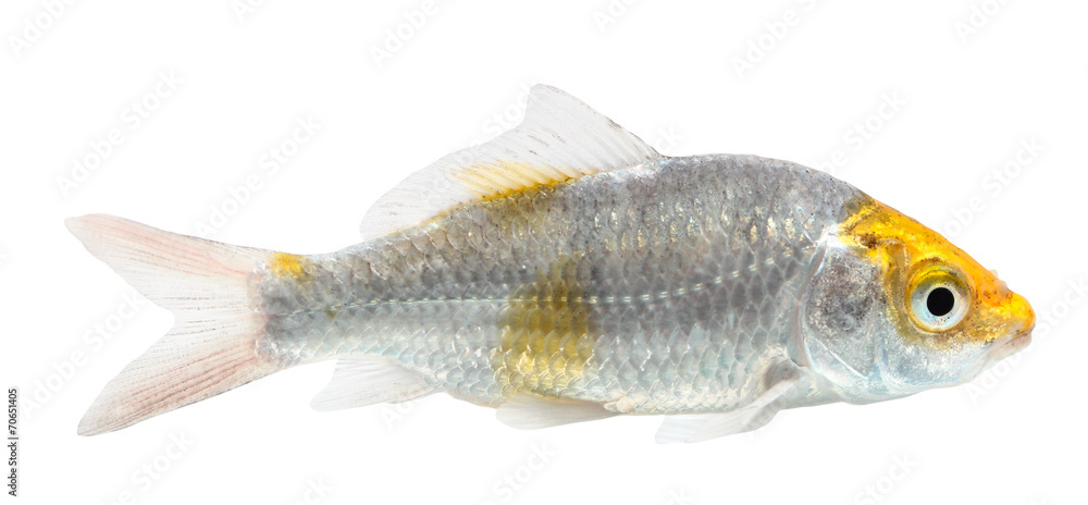 Koi Isolation on the white background Koi Isolation on the white background