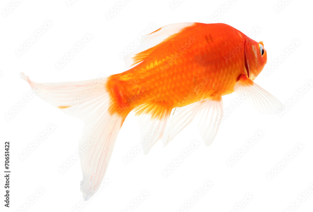 Koi Isolation on the white background Koi Isolation on the white background