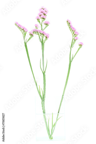 purple statice flowers isolated on white background.