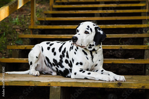 Obraz w ramie Dalmatian