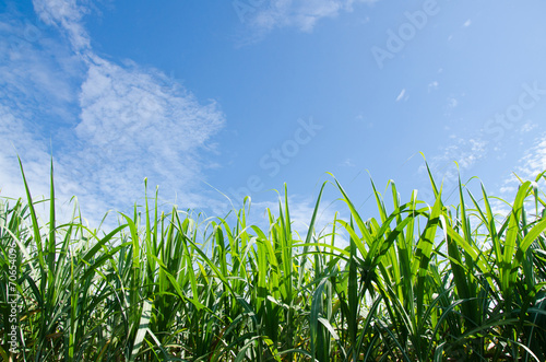 sugarcane plants grow in field.