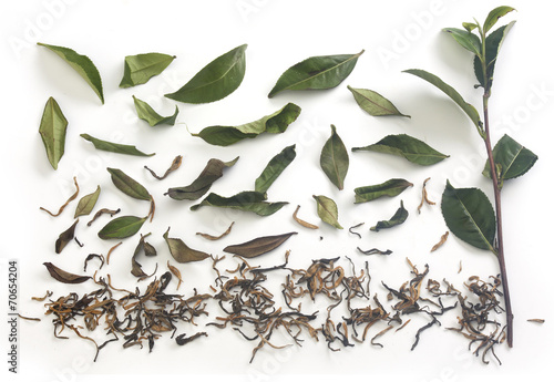 Tea branch and leaves with dried tea