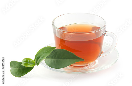 Tea cup with fresh green branch