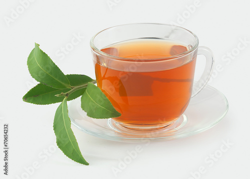 Tea cup with fresh green branch