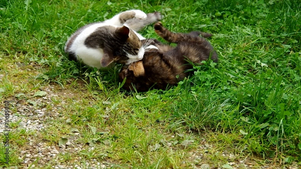 Big and little cat is playing on green grass Big and little cat is playing on green grass