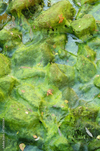 Fallen Leaves on Algae